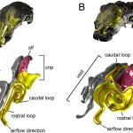 Esquema de las fosas nasales de dos anquilosaurios utilizadas en el estudio / Plos One