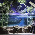 El nuevo acuario de Sevilla cuenta con 11.000 ejemplares de 400 especies diferentes, repartidos en 40 tanques