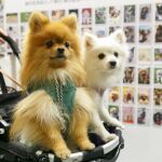 Dos perros en un carrito.
