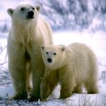 Una osa polar y su cría en Canadá/Reuters