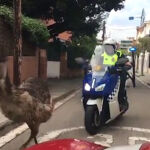 Captura del momento en que el emú es perseguido por dos motos y dos coches de la Policía Local / Twitter