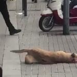 Una organización animalista denuncia a Colau por la perra abatida a tiros