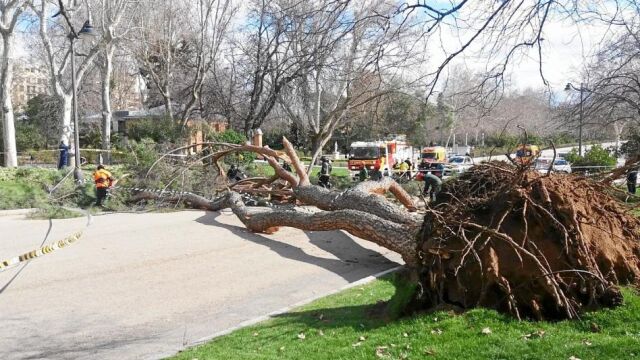 Otro ejemplar cayó sobre uno de los paseos. El miércoles de la semana pasada, coincidiendo con uno de los días de cierre de El Retiro para llevar a cabo labores de vigilancia de sus especies, dos árboles se cayeron. Uno de ellos, en la imagen, sobre uno de los paseos para peatones