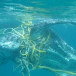 Una tortuga laúd arrastra cuerdas de pesca en el Caribe. / Kate Charles, Ocean Spirits