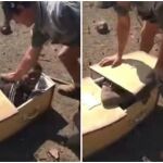 El hombre negro siendo obligado a meterse en el ataúd