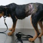 A día de hoy, en ACUNR disponen todavía 27 animales de la recogida de Arganda del Rey bajo su tutela esperando una familia