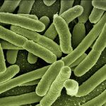 Investigadores de la UCH-CEU desarrollan un nuevo modelo experimental intradérmico para estudiar una infección a través de la piel