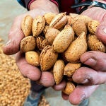 El corazón y el estado de ánimo mejoran con una ingesta moderada y continuada de almendras