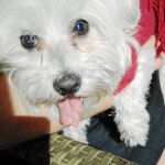 Jack es un bichón maltés que perdió la lengua hace un año al entrar en contacto con una oruga procesionaria durante un paseo
