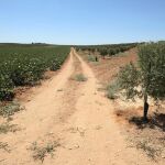 La Comunitat Valenciana cuenta con 95.000 hectáreas de olivos, sobre todo en la provincia de Castellón