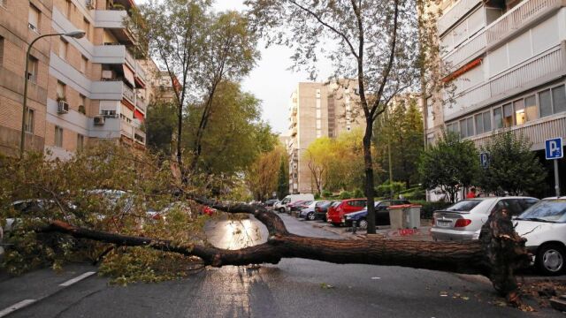 Imagen de archivo de un árbol caído durante una tormenta 