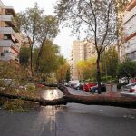 Imagen de archivo de un árbol caído durante una tormenta 