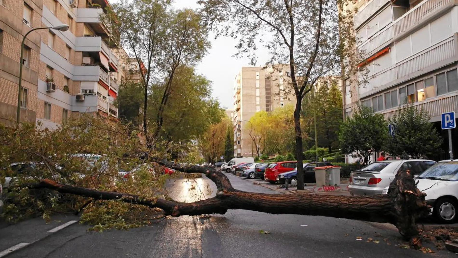 Imagen de archivo de un árbol caído durante una tormenta