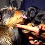 Cala, con los cachorros supervivientes/Atlas