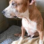 La perra Rita se recupera en una protectora a la espera de encontrar un hogar