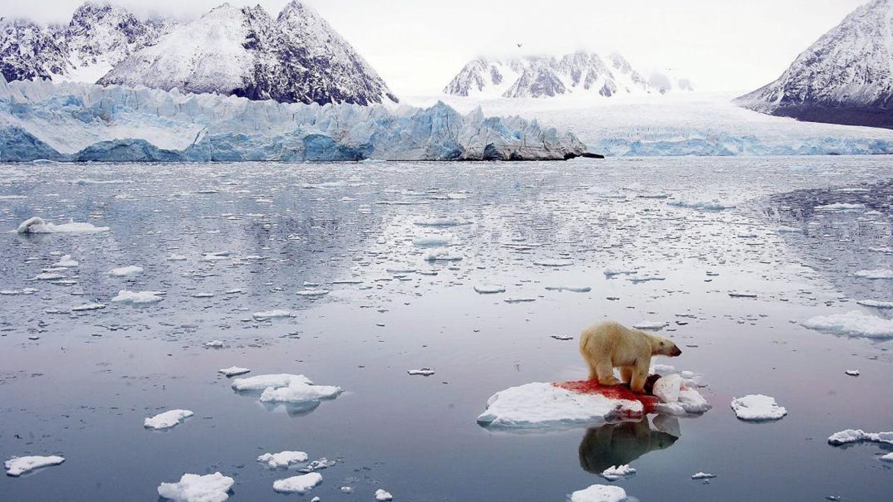 Así es la "cárcel" de los osos polares: la práctica canadiense para que los animales no ataquen a los humanos