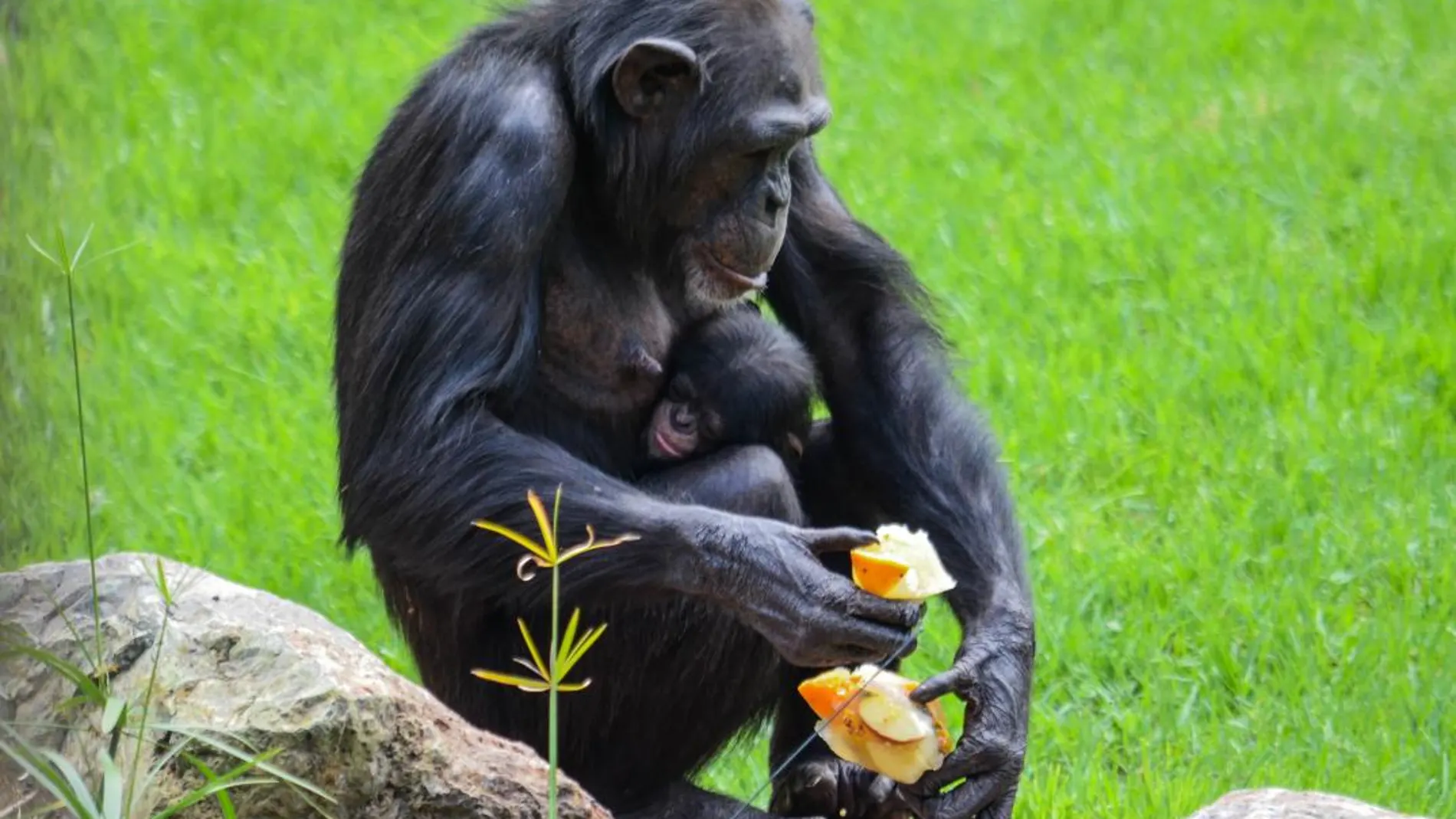 Un libro observa los roles de género en los primates más próximos a nosotros