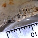 Restos óseos de neandertales de la cueva Jarama
