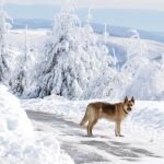 Un perro con los montes gallegos y leoneses de al fondo, en una carretera de acceso a la localidad de O Cebreiro