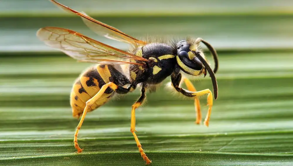 Las avispas, a diferencia de las abejas, no sueltan el aguijón al picar para defenderse