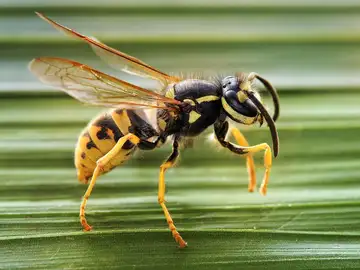 Las avispas, a diferencia de las abejas, no sueltan el aguijón al picar para defenderse Las avispas, a diferencia de las abejas, no sueltan el aguijón al picar para defenderse