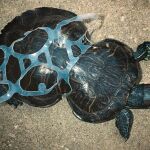 Fotografía cedida, sin fecha, que muestra una tortuga atrapada por los anillos plásticos tradicionales de los paquetes de seis cervezas, que no son biodegradables