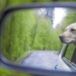 Cada vez son más los dueños que optan por alojarse con sus mascotas en sus destinos vacacionales