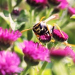 Una avispa cartonera (Polistes dominula) en una flor. Foto: Elizabeth Tibbetts. Universidad de Michigan.