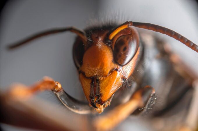 La avispa asiática o velutina se ha expandido por el norte de España y su picadura puede causar reacciones graves
