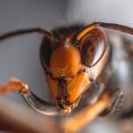Macrofotografía de un ejemplar de avispa asiática / Foto: Efe