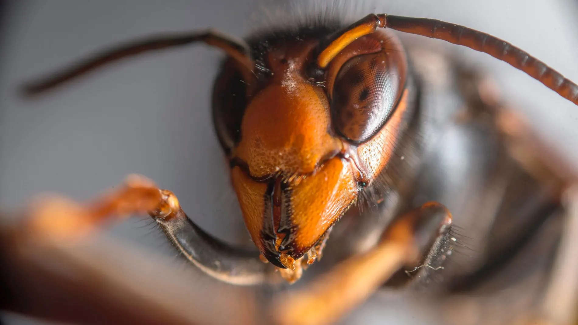 Fotografía macro de la avispa asiática o velutina se ha expandido por el norte de España y su picadura puede causar reacciones graves