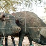 Dos ejemplares de cerdo ib&eacute;rico