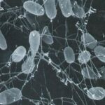 Bacterias termofilas vistas a través del microscopio.