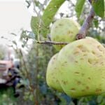 La cosechas de manzana son las más afectadas de todas junto al maíz, arroz, alfalfa y hortalizas