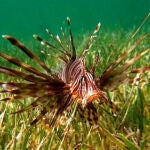 El pez león en una pradera submarina. / Andrea Antón