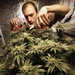 Marihuana legal: menos dolor, pero más sobredosis y accidentes de coche