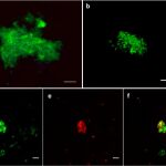 Los microorganismos analizados en el estudio / Scientific Reports