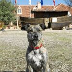 Como Velvet, el 26% de los perros en hogares españoles no tienen pedigrí, según un estudio elaborado por Tiendanimal