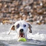 Un perro disfruta de una zona de playa habilitada en el municipio alicantino de El Campello