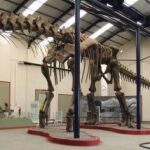 Reconstrucción del dinosaurio en el Museo Municipal Carmen Funes, en Neuquén, Argentina