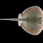 Muchos animales marinos como la raya del Atlántico necesitan el buen funcionamiento de su sistema olfativo para sobrevivir. / Stephen M. Kajiura, Ph.D./Florida Atlantic University