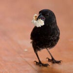 Un pinzón de Darwin comiendo una palomita. / Sarah Knutie