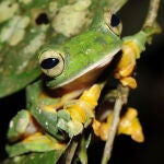Hasta ahora se pensaba que unas 2.000 especies de anfibios estaban en peligro de extinción. Un nuevo estudio revela que en realidad el número de especies amenazadas podría duplicarse. / Robert Freckleton