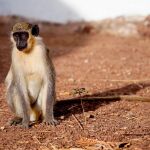 Fotografía facilitada por Nature Ecology &amp; Evolution, de un mono verde del África occidental que habita en Senegal. Estos animales tienen un sistema de llamadas de alerta diferenciadas para avisar de la presencia de un peligro y han desarrollado un sonido propio para referirse a los drones, según un estudio que publica hoy Nature Ecology &amp; Evolution. EFE/ Nature Ecology &amp; Evolution/ Julia Fischer