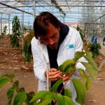El investigador Juan Losada observa uno de los frutales del estudio para anotar su desarrollo anatómico para la investigación. EFE/ Isabel Díaz