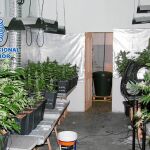 La Policía Nacional ha decomisado unas 800 plantas de marihuana