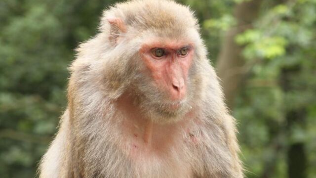 El macaco rhesus (Macaca mulatta), frecuentemente denominado el mono rhesus
