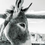 En la actualidad hay alrededor de 50.000 burros en España