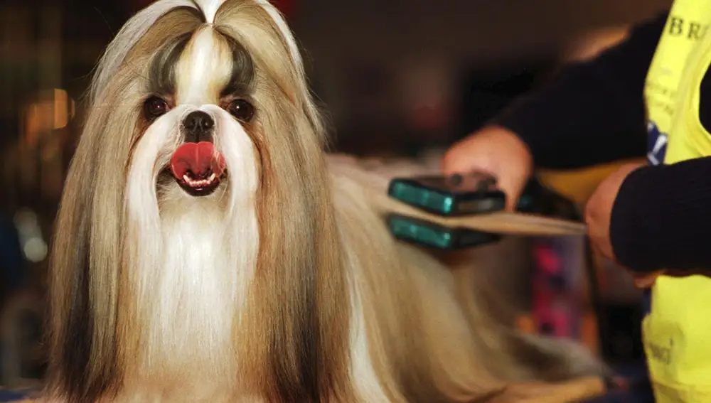 Imagen de archivo de una perra de raza Shih Tzu