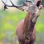 Bambi «terminator»